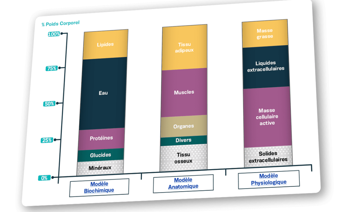 Les compartiments corporels et les modèles d’analyse de la composition corporelle