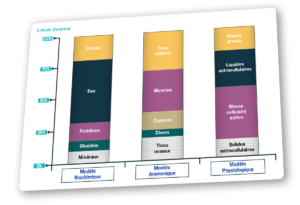 modeles composition corporelle
